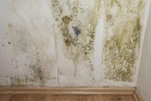 Marinette mold inspection in your house